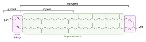 Linear structure of caldarchaeol with regions of molecule labeled