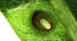 Presumed egg of Calophya schini in pit gall on Schinus molle