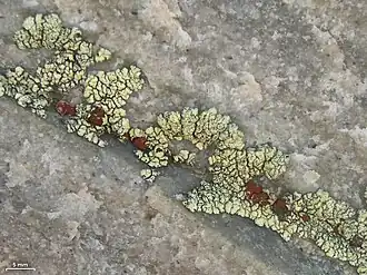 small reddish spots growing on a larger light greenish-yellow lichen that is itself growing in the crack of a rock