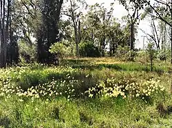 flowering in great swathes after flooding rain, Narrabri, NSW