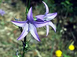 Flowers of Campanula rapunculus