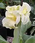 Canna 'Puck'