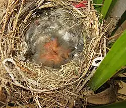 Three 2 days old chicks – the chicks may hatch on the same or on successive days