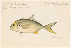 watercolor of a Caranx hippo