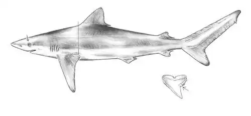 Drawing of a night shark and its tooth