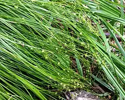 Showing green and arching shade form