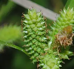 Cylindrical cluster of short green perigynia