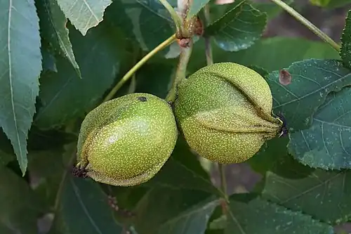 Maturing fruit