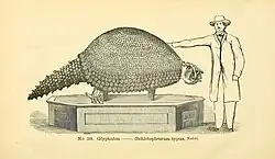 A mounted skeleton of Glyptodon reticulatus.