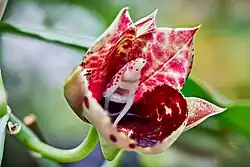 Catasetum Susan Fuchs 'Sun Face'