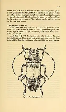 Illustration of species