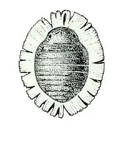Cerataphis lataniae, commonly known as the palm aphid, is an aphid known to infest palm species as well as a variety of leafy plants. It is one the most common pests that causes damage to agriculture and human health