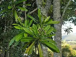 Foliage, inflorescence and trunks