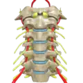 Anterior view of cervical spine showing the vertebral arteries along with the spinal nerves. See this in 3d here.