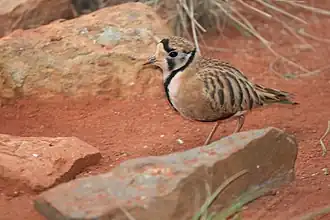 An inland dotterel on the shoreline