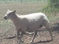 Charollais ewe walking
