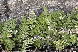 Several fern leaves standing up against a rock outcropping