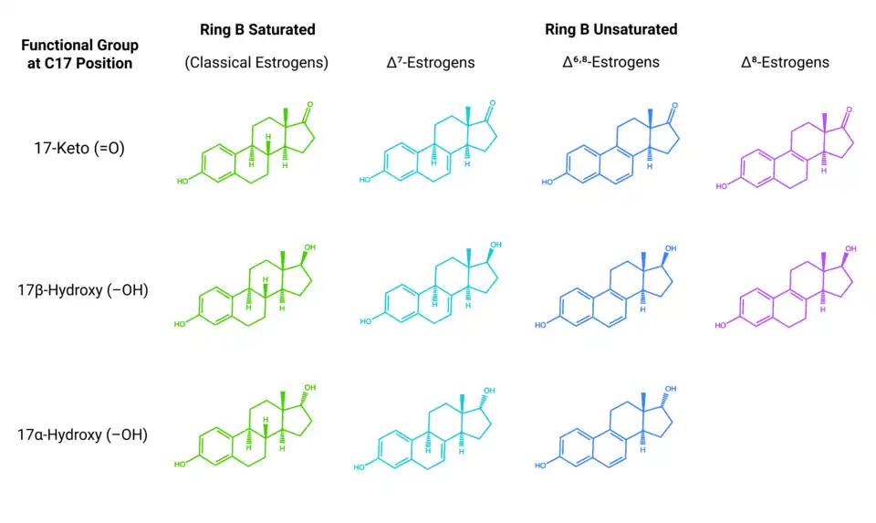 Chemical structures of equine estrogens