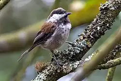A closeup of a chestnut-backed chickadee perched on a tree. The strong chestnut coloring on its back is visible.