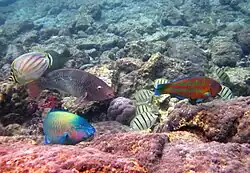Several wrasse species, including Christmas wrasse, ember parrotfish, and common parrotfish