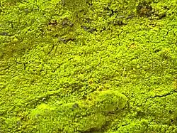 powdery sulphur-yellow crust