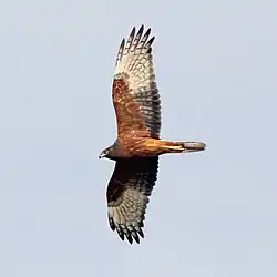 Immature flying in Victoria, Australia