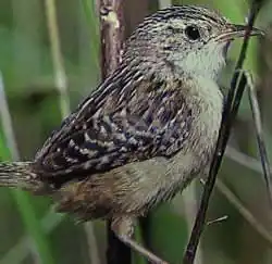 Sedge wren