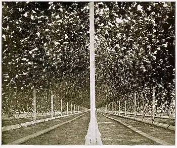 Greenhouse with 10,000 bunches of grapes
