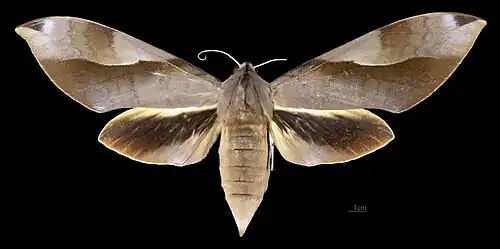 Clanis schwartzi Paratype MHNT Female Dorsal