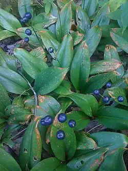 Fruiting in habitat, Mille-Isles, Quebec