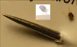 Large silver sharp instrument piercing piece of paper is next to a much smaller mite to show scale. The sharp object is the point of a sewing needle.