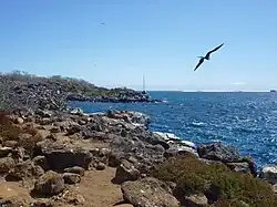 Magnificent frigatebird (Fregata magnificens) in flight on the coast of North Seymour Island in the Galápagos