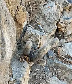 Habitat in San Antonio, Baja California Sur, Mexico