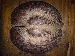 Coco de Mer from Praslin
