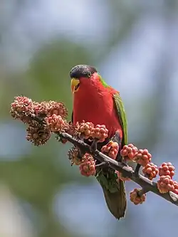 Collared lory feeding on an umbrella tree