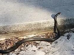 Southern black racer at St. Sebastian River Preserve State Park in Indian River County, Florida