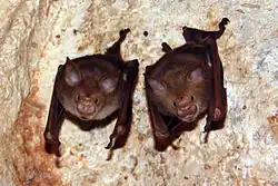 Brown bats