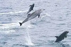 Image 13Bottlenose dolphins jumping offshore of the islands (from Galápagos Islands)
