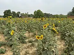 Common sunflower farming in Lambhua, Sultanpur