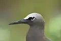 Common noddy head - note stouter beak, greyer cap