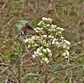Common Rose Pachliopta aristolochiae on Clerodendrum viscosum at Samsing in Darjeeling district of West Bengal, India.