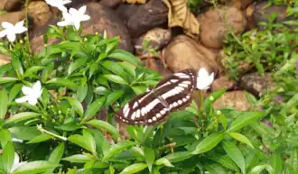Common Sailor in Bondla Wildlife Sanctuary