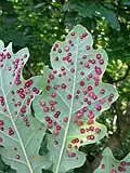 Common spangle galls on a Quercus robur leaf