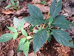 Host plant: Eranthemum roseum