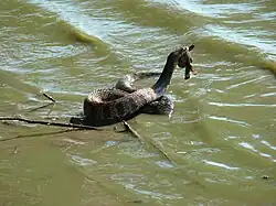 Common water snake (Nerodia sipedon)