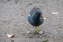 Common moorhen, Stadsparken, Lund, Skåne