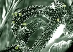 Compound flower with pollen, SE image, ElectroSscan E3 ESEM.