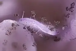 Conidiophores of Peronospora violacea on a petal of Knautia arvensis.