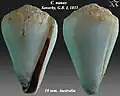 Conus nanus Sowerby, G.B. I, 1833