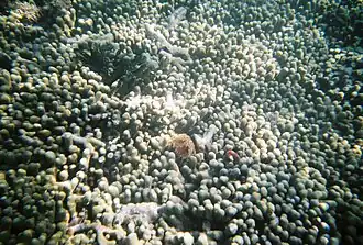 Coral formations behind Gilligan's Island